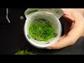 The Best Types of Moss For Terrariums & How To Care For Them