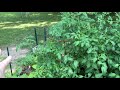 Garden Update July 2021