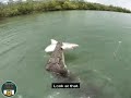 Crocodile Snatched a Shark from the Fisherman. #NatureAndHeritage🐯 |Human VS Crocodile| |Wildlife's|