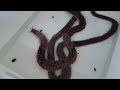 How to choose the worms to fish: from the giant rimini worm to the Korean worm!