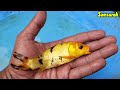 Kolam ikan hias warna warni, ikan cupang, ikan mas koki lucu, ikan koi, ikan gurame hias, ikan kecil