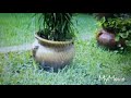 Rain Music/Musica de Lluvia/Soothing Sounds