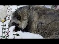 タヌキと2人暮らし　2020 02 16(Lives with a Tanuki)