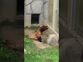 Red Panda Stands up After Being Scared by Rock