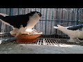 Largest lahore pigeon farm in mirpur | Exotic Fancy Pigeon collection | world unique amazing pigeon