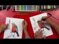 How To Draw A Robin Bird (realistic)