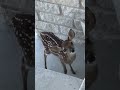 A baby Fawn welcomes me at the front door