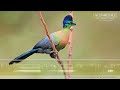 Purple-crested Turaco Call & Sounds