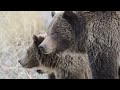 Grizzly With Cubs Crosses Yellowstone Road as a Male Grizzly Approaches