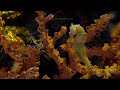 Facts: The Sea Horse #facts #seahorse #secret #master #camouflage #unique #marine #life