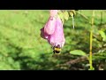 Bombus terrestris, diving in and out of foxglove flowers