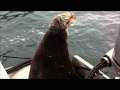 Alaska Killer Whales vs. Witty Otter
