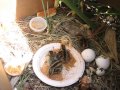 Baby quails (Video 7)