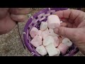 How to Grow Marshmallows