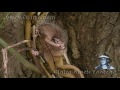 Python Eats Opossum 01 Stock Footage