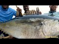 Unbelievable Fishing|100 kg Big Tuna Fish Catching|Big Tuna Fish Catching in Sea