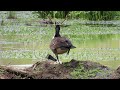 Canadian Goose Standing on One Leg