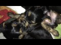 Yorkie puppies first 5 weeks of life