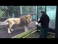 Feeding the Lions
