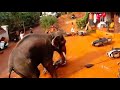 Elephant attack in Valanchery Kerala | Latest News
