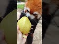 Red panda and its food, so cute