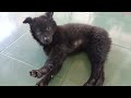 Guilty Dog and cat is so funny 😝 Try Not to Laugh 😻🐶 2024