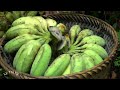 Harvesting Bananas for Sale at the Market - Building a Daily Life