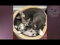 Mom cat worried about her kittens after got rescued