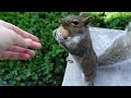 Squirrel shows her excitement in the most adorable way