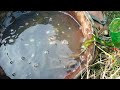 Dream Fishing By Fisherman in River. Catch Snakehead Fish Using Bottle #fish_video #fishing