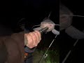 SLIMY CAT!!! #fishing #viral #trending #youtubeshorts #shortvideo #shorts