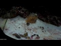 Anemone getting towed by baby hermit crab!!