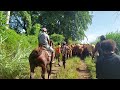 🐎Horse at work @ PNG UNRE Farm_East New Britain Province.