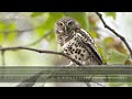 African Barred Owlet Call - The sounds of an African Barred Owlet calling at night