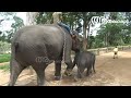 പാപ്പാനെ കൊന്ന് കാട്ടിൽ കയറിയ കൊലയാളി ആനയെ പിടികൂടാൻ കുംകികൾ | Kkp madhavan elephant | Anamala kalim