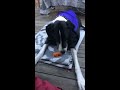 20171225 SirWrigley Great Dane Carrot Killer