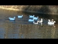 Swans at Buttermilk Falls