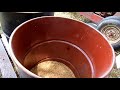 Wheat Harvesting With A International Harvester 82 Combine