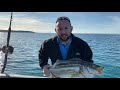 Tasmanian Striped Trumpeter - TOUGHEST Fighting Fish