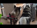Chatty Husky Losing His Voice!