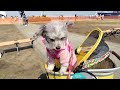 2024年の赤レンガでわんさんぽ#犬#イベント#みなとみらい#おやつ