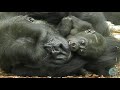 GORILLA TWINS EXPLORE THE ISLAND