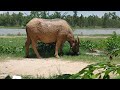 The sound of a buffalo's bell