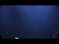 Deep Sea Predation: Squid Eats Fish | Nautilus Live