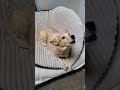 Grandma Dog Leaf loves her triple stack of dog beds on her hammock sings bush song thanking me