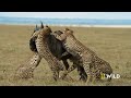 Cheetahs Takedown a Wildebeest | The Way of the Cheetah