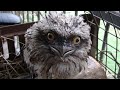 Fluffy 2nd. Tawny Frogmouth.