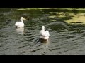 D300s: Pelicans in St James's Park