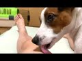 Dog licks my legs  風呂上がりの飼い主の足を舐める犬