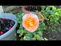 Roses in my garden. Rose garden tour. Healthy roses in pots. Mass of blooms. Beautiful roses.